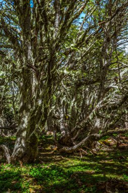 Evergreen beech forest near foot of Andes mountains, Patagonia, Argentina, South America, chile clipart