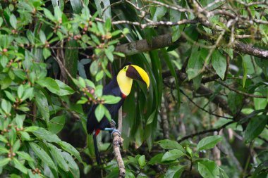 Açık gagalı kuş, Chesnut-mandiled Toucan tropikal yağmurda dalda oturuyor ve arka planda yeşil orman var. Doğadan vahşi yaşam sahnesi.