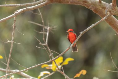 Sinekkapan (Pyrocephalus rubinus) bir ağaç dalına tünemiştir.