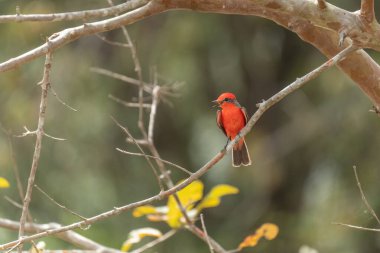 Vermilion Flycatcher (Pyrocephalus rubinus) perched on a tree branch clipart