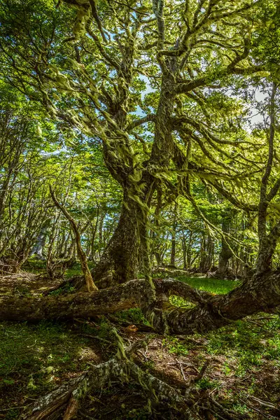 stock image Evergreen beech forest near foot of Andes mountains, Patagonia, Argentina, South America, chile