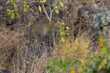 Leopar Afrika savanasında avını arıyor (Panthera pardus)