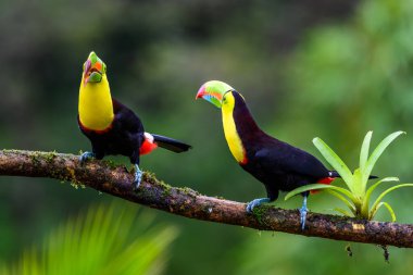 Keel-gagalı tukan (Ramphastos sülfuratus), vahşi yaşam fotoğrafçılığı, Kosta Rika