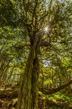 Evergreen beech forest near foot of Andes mountains, Patagonia, Argentina, South America, chile clipart