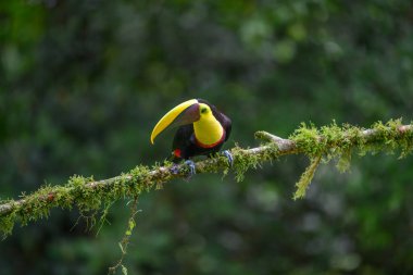 Açık gagalı kuş, Chesnut-mandiled Toucan tropikal yağmurda dalda oturuyor ve arka planda yeşil orman var. Doğadan vahşi yaşam sahnesi.