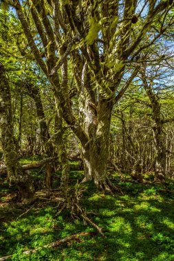 Evergreen beech forest near foot of Andes mountains, Patagonia, Argentina, South America, chile
