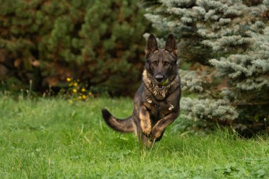 Alman çoban köpeği cinsi, dünyada en çok kullanılan ve aynı zamanda en çok kullanılan köpek cinsidir.