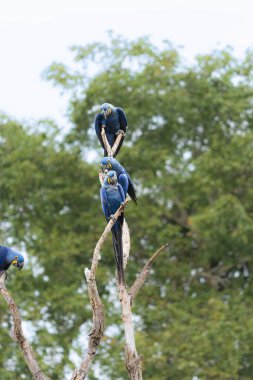 Brezilya 'da Pantanal' da bir dalda oturan güzel bir sümbül papağanı. Sümbül papağanı (