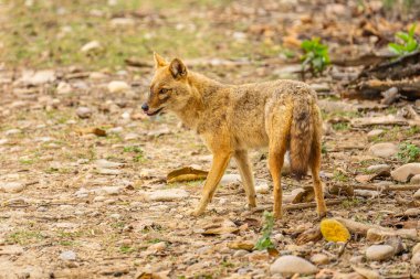 Altın (Canis aureus) ben bir Afrika parkta onu fotoğraf olarak bana bakar.