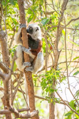 Afrika, Madagaskar, Anosy, Berenty Reserve. Halka kuyruklu lemur, Lemur catta. Portre