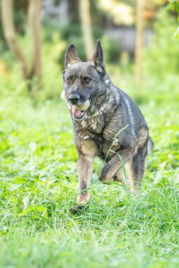 Alman çoban köpeği cinsi, dünyada en çok kullanılan ve aynı zamanda en çok kullanılan köpek cinsidir.