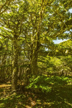 Evergreen beech forest near foot of Andes mountains, Patagonia, Argentina, South America, chile