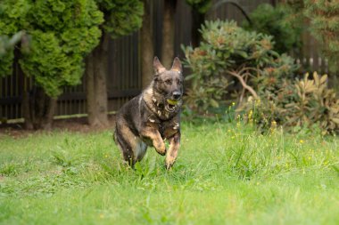 Alman çoban köpeği cinsi, dünyada en çok kullanılan ve aynı zamanda en çok kullanılan köpek cinsidir.