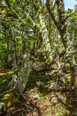 Evergreen beech forest near foot of Andes mountains, Patagonia, Argentina, South America, chile