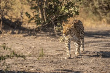 Leopar Afrika savanasında avını arıyor (Panthera pardus)