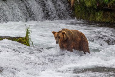 Alaska 'daki Boz Ayı Katmai Ulusal Parkı somon avlar (Ursus arctos horribilis)