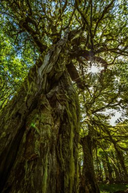 Evergreen beech forest near foot of Andes mountains, Patagonia, Argentina, South America, chile