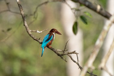 The Stork-billed Kingfisher (Pelargopsis capensis) (formerly Halcyon capensis), is a tree kingfisher which can found in Thailand. clipart