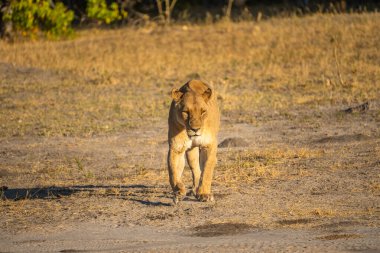 Savannah çim üzerinde yalan büyük aslan. düz ve tepelerin arka planda karakteristik ağaçlarla peyzaj