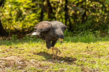 Ortak Kara Şahin - Buteogallus anthracinus, eskiden Küba 'nın kara şahini olan Accipitridae familyasından yırtıcı bir kuş (Buteogallus gundlachii).