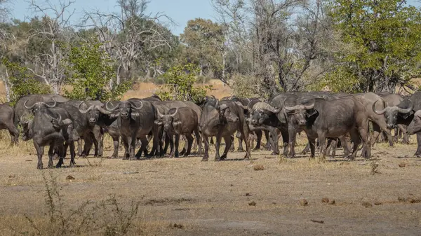 Afrika Bizonu (Syncerus caffer), Murchison Falls Ulusal Parkı, Uganda