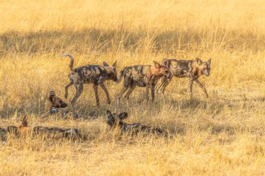 Afrika vahşi köpeği Lycaon Pictus, suda yürüyor. Büyük kulaklı boyanmış köpek avlamak, doğal ortamında güzel vahşi hayvan. Doğa, Moremi, Okavanago deltası, Botswana, Afrika