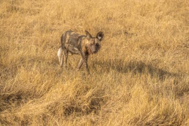 Afrika vahşi köpeği Lycaon Pictus, suda yürüyor. Büyük kulaklı boyanmış köpek avlamak, doğal ortamında güzel vahşi hayvan. Doğa, Moremi, Okavanago deltası, Botswana, Afrika