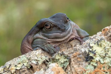 Australian green tree frog (Litoria caerulea) balancing on the branch of a paw paw tree clipart