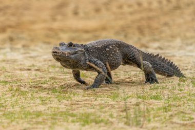 Dwarf crocodile (Osteolaemus tetraspis), also known commonly as the African dwarf, broad-snouted or bony crocodile, is an African crocodile that is also the smallest clipart