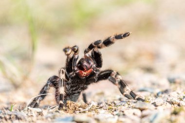 The Brazilian red and white tarantula (Nhandu chromatus) is a larger tarantula with a diagonal leg span of approximately  clipart