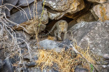 Leopar Afrika savanasında avını arıyor (Panthera pardus)