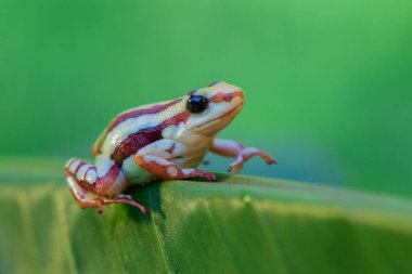 Small striped red frog Epipedobates tricolor sitting on colourful exotic plants in natural rainforest environment. Colourful tropical frog. clipart