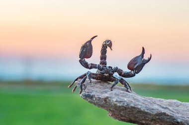 Emperor Scorpion Or Pandinus Imperator On Rotten Wood With Blurred Orange Background. clipart