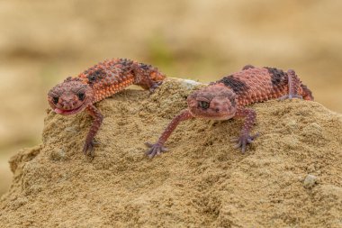 Nefurus wheeler, diğer bir deyişle bantlı topuz kuyruklu kertenkele, güney bantlı topuz kuyruklu kertenkele ve Wheeler 'ın topuz kuyruklu kertenkelesi.