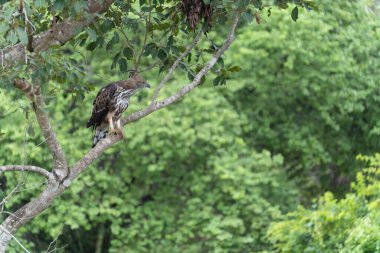 Crested hawk eagle perched in a branch clipart