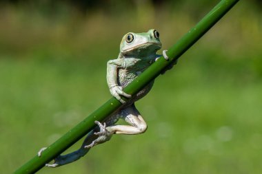 Dumpy kurbağası (Litoria caerulea) yaprağın üzerine tünemiş..