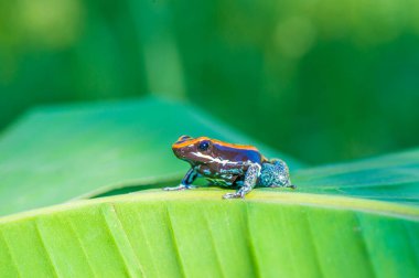 Kırmızı zehirli ok kurbağası, Ranitomeya reticulata, Amazon ormanlarındaki küçük sevimli yağmur ormanı hayvanı.