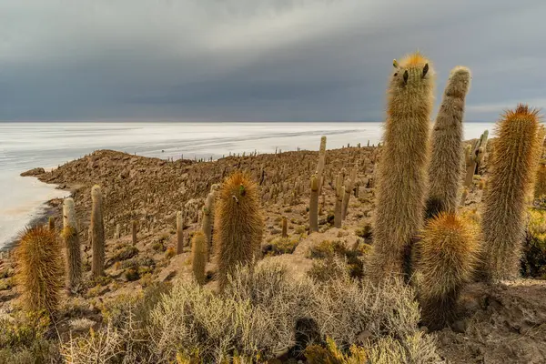 Salar de Uyuni tuz ovaları ile ada Incahuasi gündoğumu zaman, and Dağları'nda, Bolivya, Güney Amerika, büyük kaktüsler.