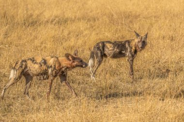 Afrika vahşi köpeği Lycaon Pictus, suda yürüyor. Büyük kulaklı boyanmış köpek avlamak, doğal ortamında güzel vahşi hayvan. Doğa, Moremi, Okavanago deltası, Botswana, Afrika