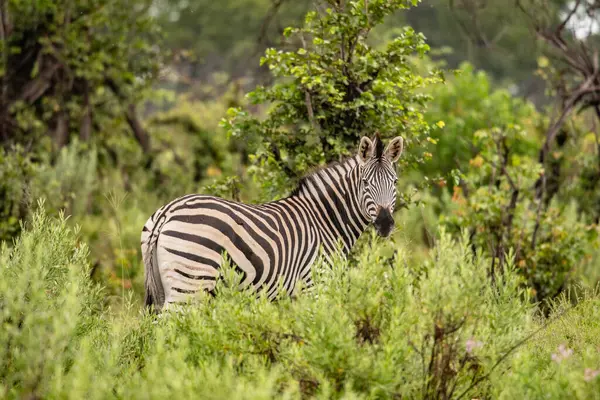 Zebra portre Afrika savana üzerinde. serengeti, Tanzanya Safari