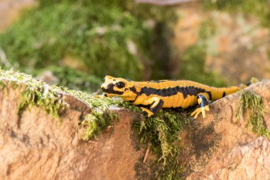 Demir çubuklu kaplan semenderi, ambystoma mavortium yakın çekim