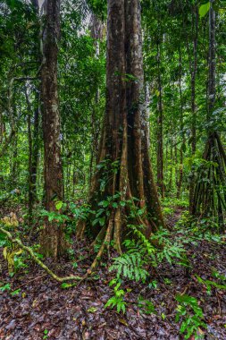 Amazon ormanının çok güzel ve ilginç ağaçları ve bitkileri.