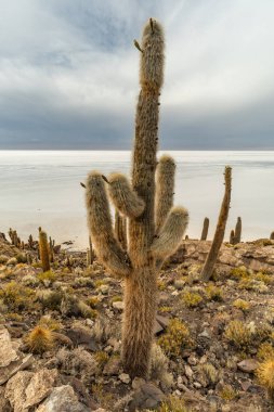 Salar de Uyuni tuz ovaları ile ada Incahuasi gündoğumu zaman, and Dağları'nda, Bolivya, Güney Amerika, büyük kaktüsler.