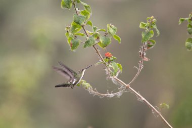 Sinekkuşu (Trochilidae) Uçan Mücevherler Ekvator costa rica panama
