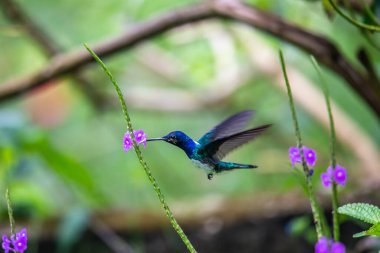 Hummingbird(Trochilidae)Flying gems ecuador costa rica panama clipart