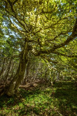 Evergreen beech forest near foot of Andes mountains, Patagonia, Argentina, South America, chile