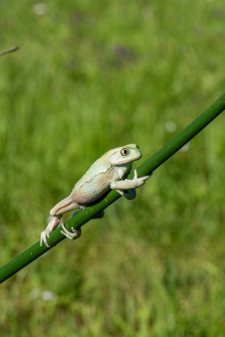 Dumpy kurbağası (Litoria caerulea) yaprağın üzerine tünemiş..