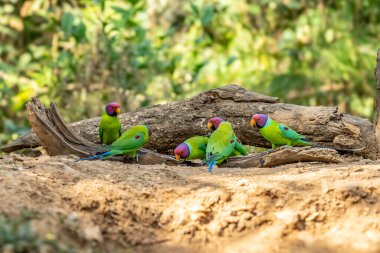 Erik başlı muhabbet kuşu (Psittacula siyanocephala) Rajaji Ulusal Parkı, Uttarakhand 'daki ağaçta tünedi.