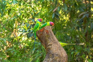 Erik başlı muhabbet kuşu (Psittacula siyanocephala) Rajaji Ulusal Parkı, Uttarakhand 'daki ağaçta tünedi.