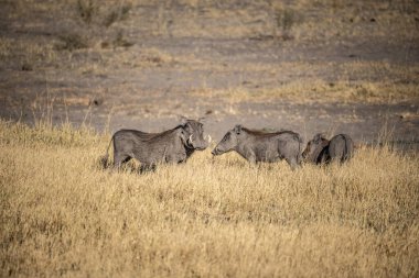 Serengeti Milli Parkı, Tanzanya 'da yaban domuzu